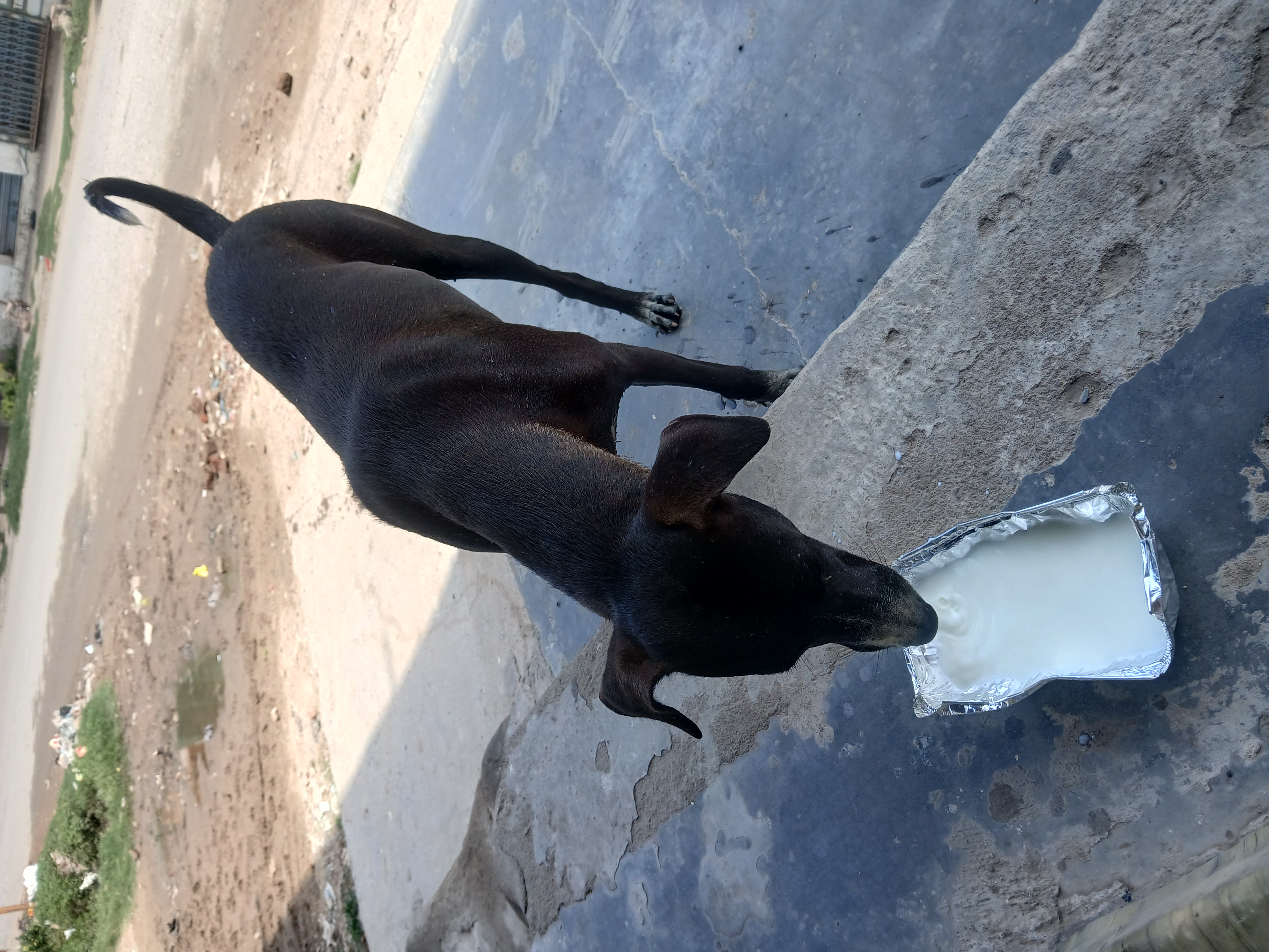 Feeding