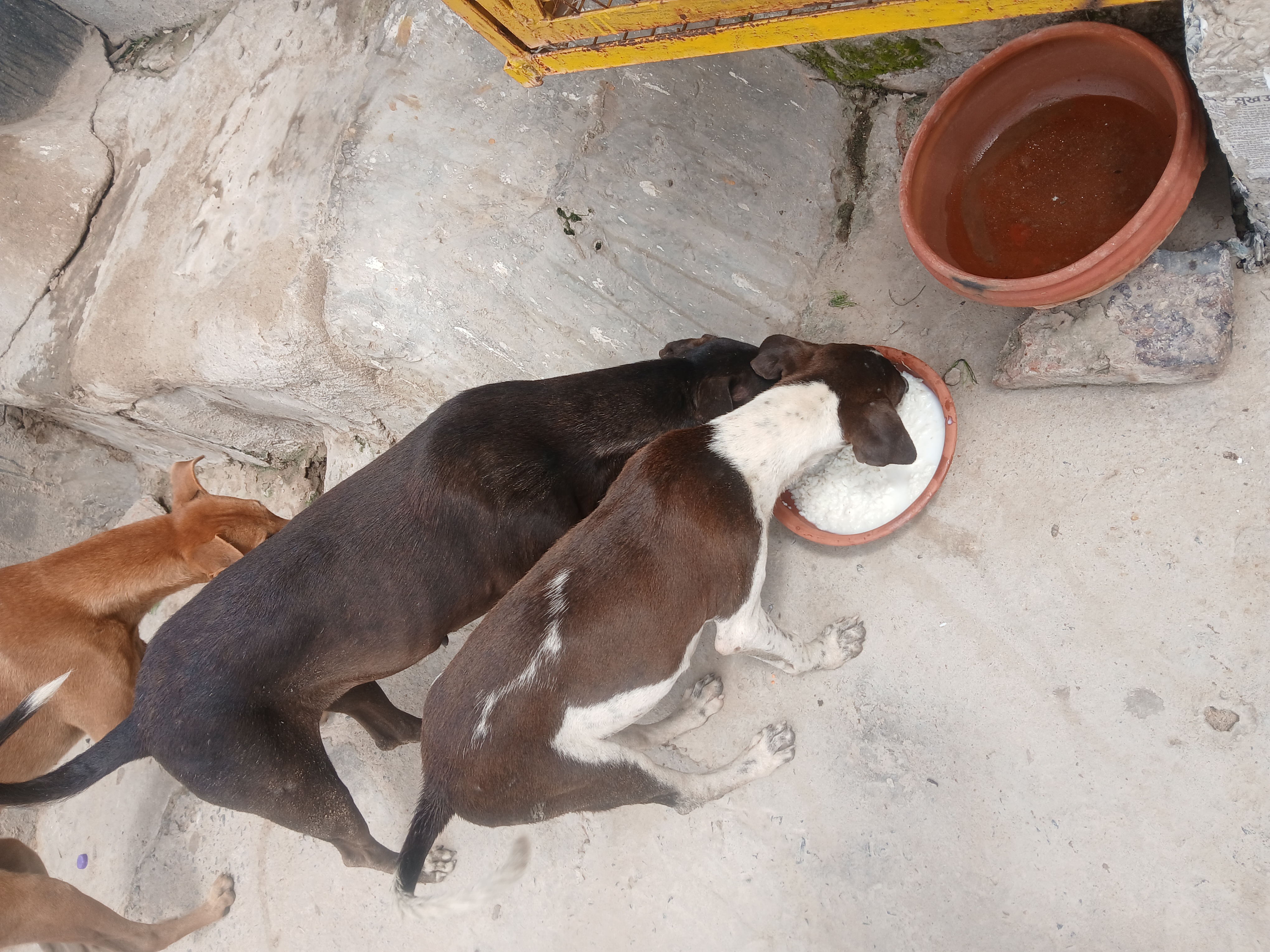 Feeding