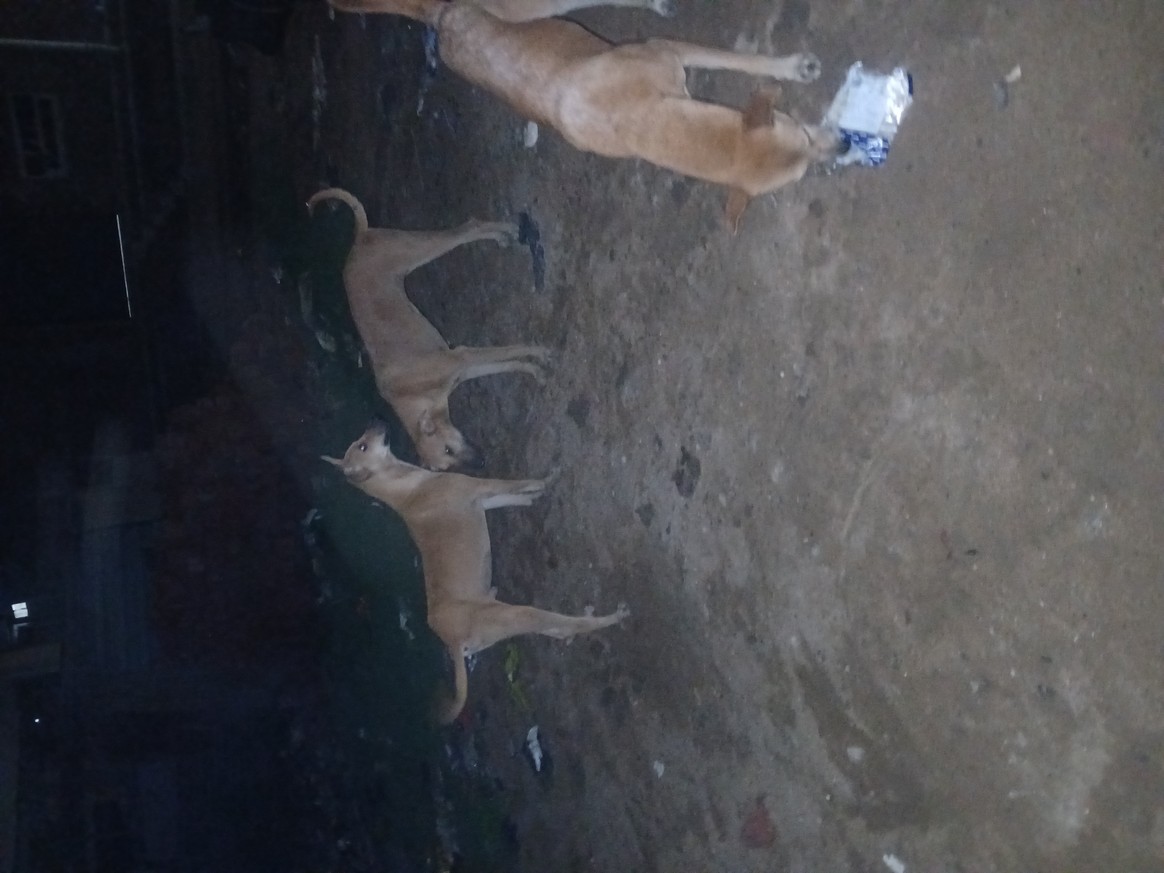 Feeding